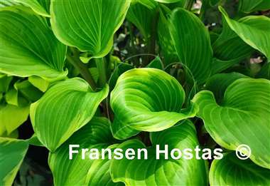 Hosta None Lovelier