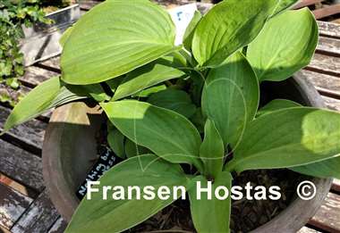 Hosta Nothing but Sweetness
