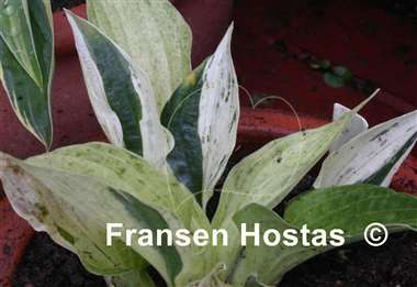 Hosta Nouzang
