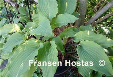 Hosta Number Nine