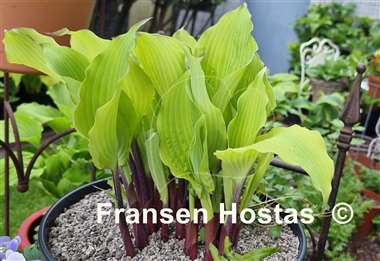 Hosta Number Nine