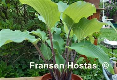 Hosta Number Nine