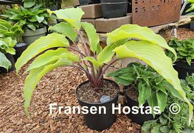 Hosta Number Nine