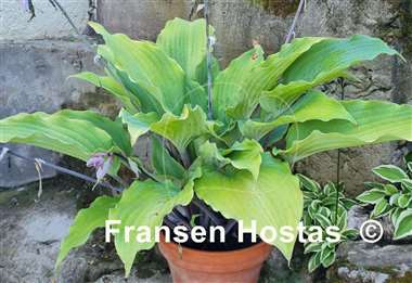 Hosta Number Nine