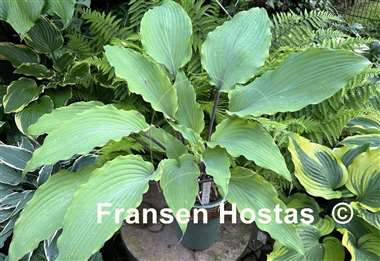Hosta Number Nine