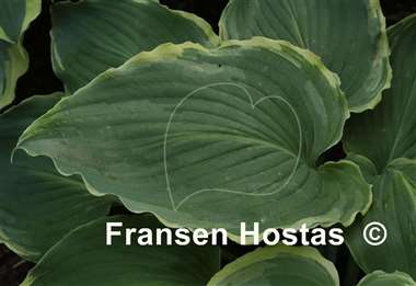 Hosta Nutty Professor