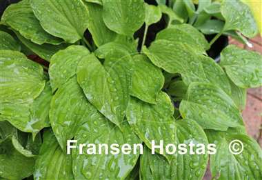 Hosta nakaiana
