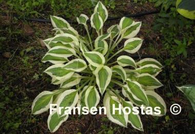 Hosta Naked Lady