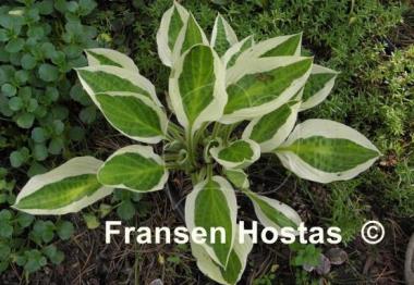 Hosta Naked Lady