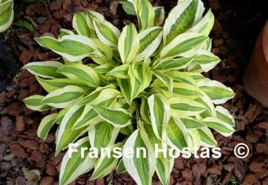Hosta Naked Lady