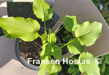 Hosta Nameoki
