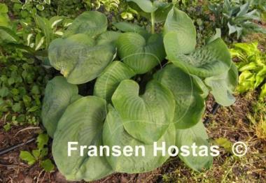 Hosta Nancy Gill