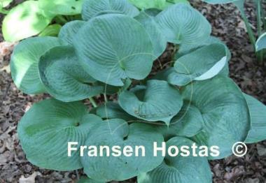 Hosta Nancy Gill