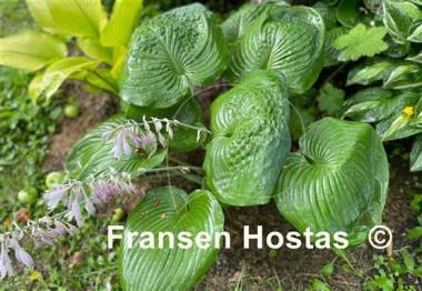 Hosta Nancy Gill