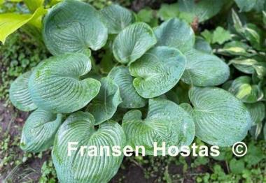 Hosta Nancy Gill
