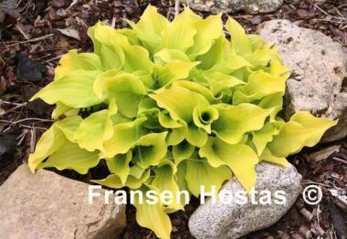 Hosta Nancy