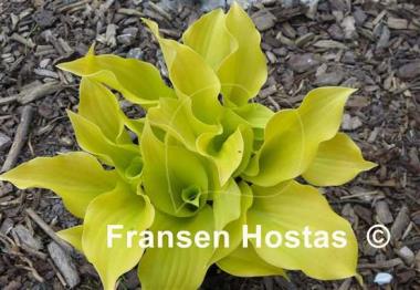 Hosta Nancy