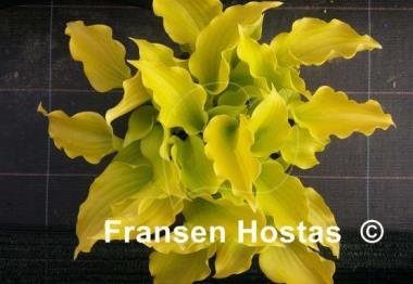 Hosta Nancy
