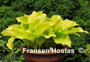 Hosta Nancy
