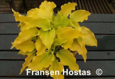 Hosta Nancy