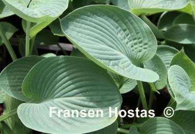 Hosta Nate the Great