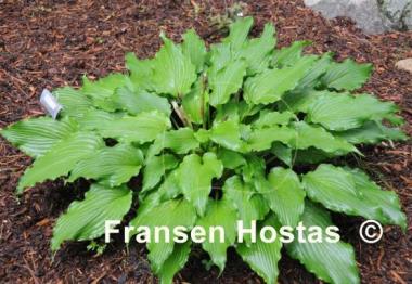 Hosta Navajo