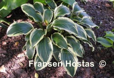 Hosta Neat Splash Rim