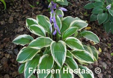 Hosta Neat Splash Rim