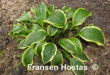 Hosta Neat Splash Rim