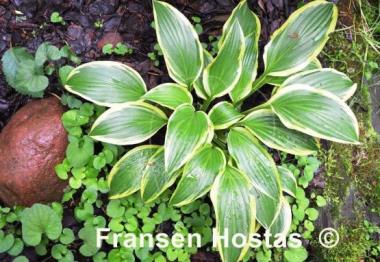 Hosta Neat Splash Rim