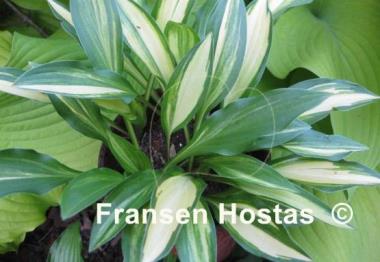 Hosta Neat Splash