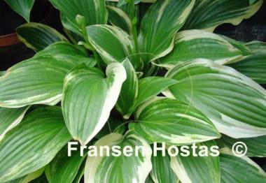 Hosta Neat Splash