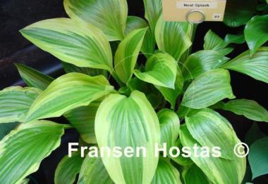 Hosta Neat Splash