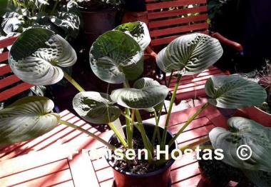 Hosta Neat and Tidy