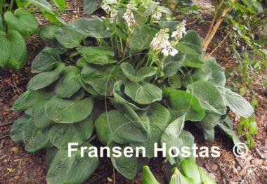 Hosta Neat and Tidy