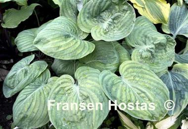 Hosta Neat and Tidy