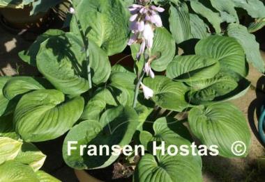 Hosta Neat and Tidy