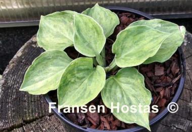 Hosta Needlepoint