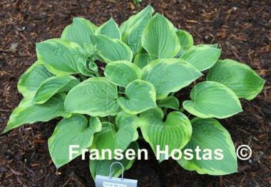 Hosta New Moon