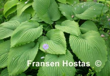 Hosta Niagara Falls