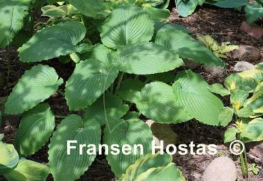 Hosta Niagara Falls