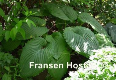 Hosta Niagara Falls