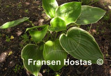 Hosta Nicky Sue Axmear