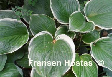 Hosta Nicky Sue Axmear