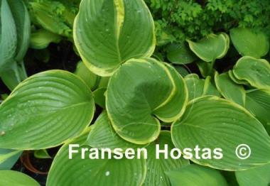 Hosta Nicky Sue Axmear