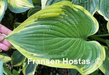 Hosta Nicky Sue Axmear