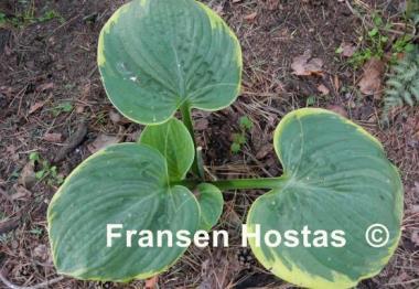 Hosta Nifty Fifty