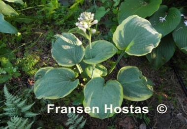 Hosta Nifty Fifty