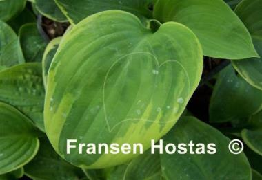 Hosta Nifty Fifty