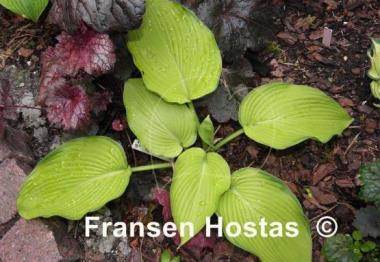 Hosta Night Shift